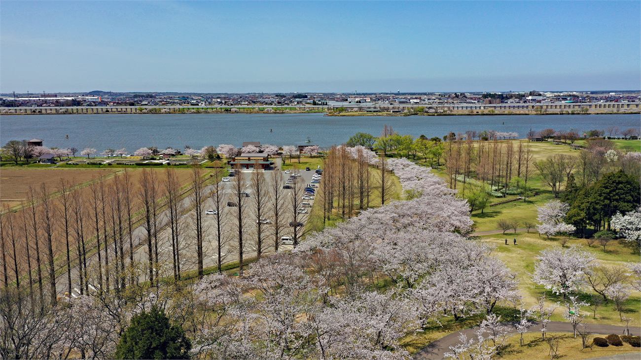 木場潟公園の桜並木の空撮